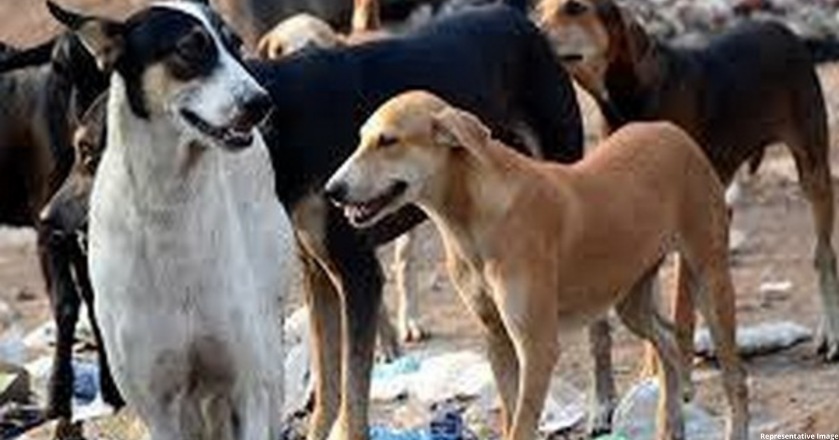Delhi: Pregnant dog beaten to death, case registered against unknown people